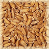 CHÂTEAU ΑΓΡΙΟΣΙΤΑΡΟΥ (SPELT MALT)
