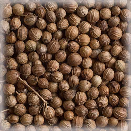 CORIANDER SEEDS (WHOLE) ORGANIC