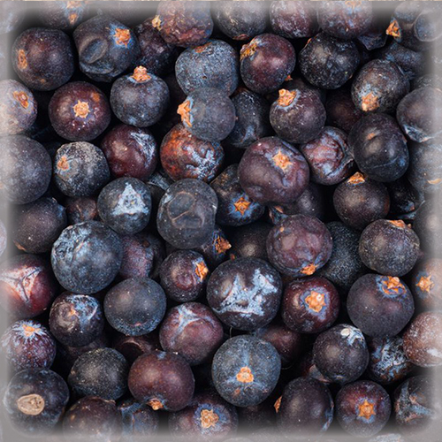 JUNIPER BERRIES (5KG)