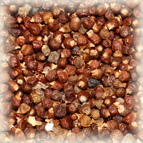 GRAINS OF PARADISE (1KG)