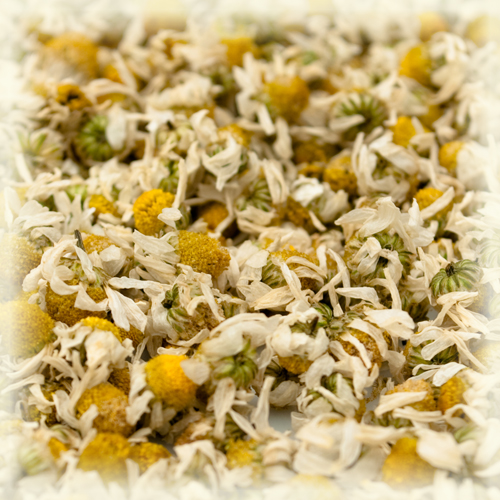 CHAMOMILE FLOWERS ORGANIC (10 KG)