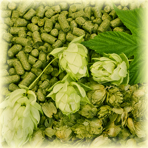 STYRIAN GOLDING (CELEIA) (SI) Pellets T90 (5KG)