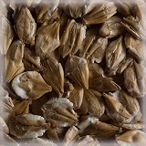 CHÂTEAU CHIT BARLEY MALT FLAKES (GERSTENSPITZMALZFLOCKEN)