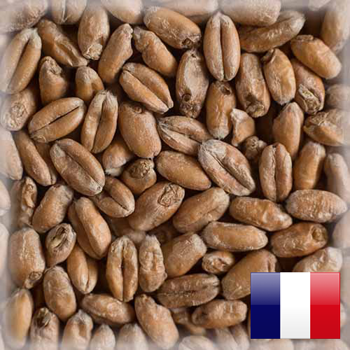 WHEAT BLANC (HVEDEMALT) MALTEUROP